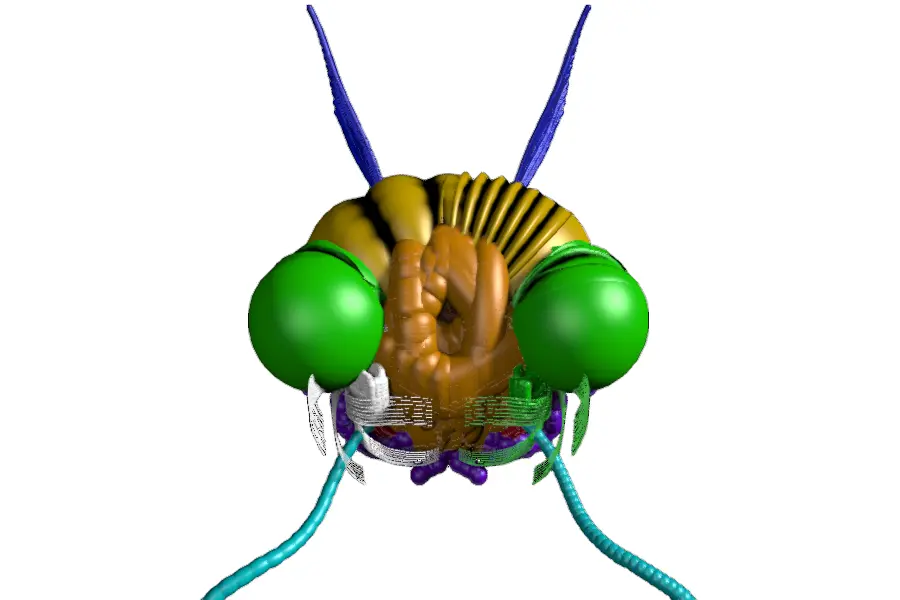 Evolution of a Fly Head Gen 198